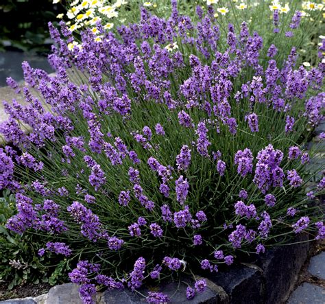 lavendel planten.